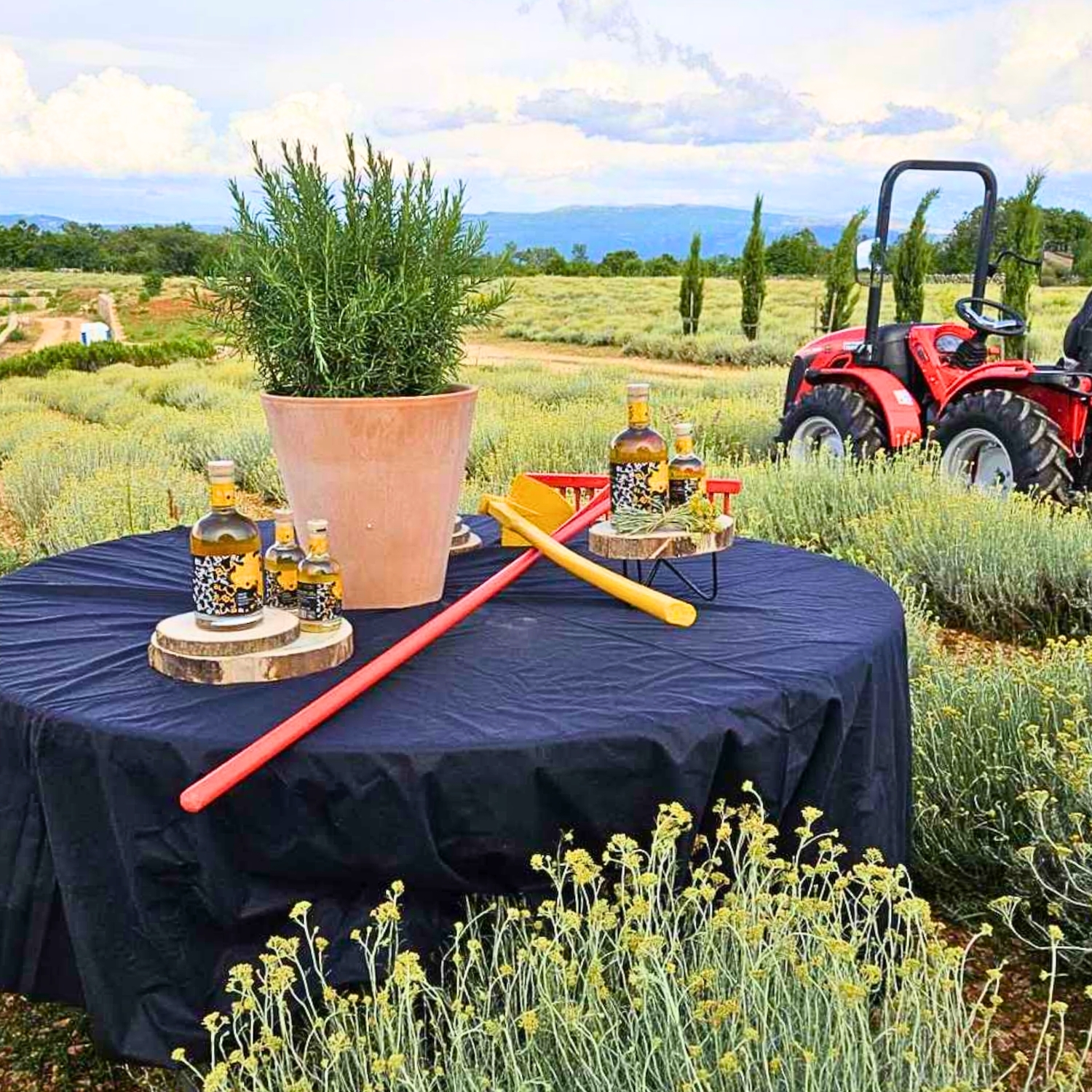 Karta za djecu od 8 do 16 godina: izlet na plantažu - Slika 2