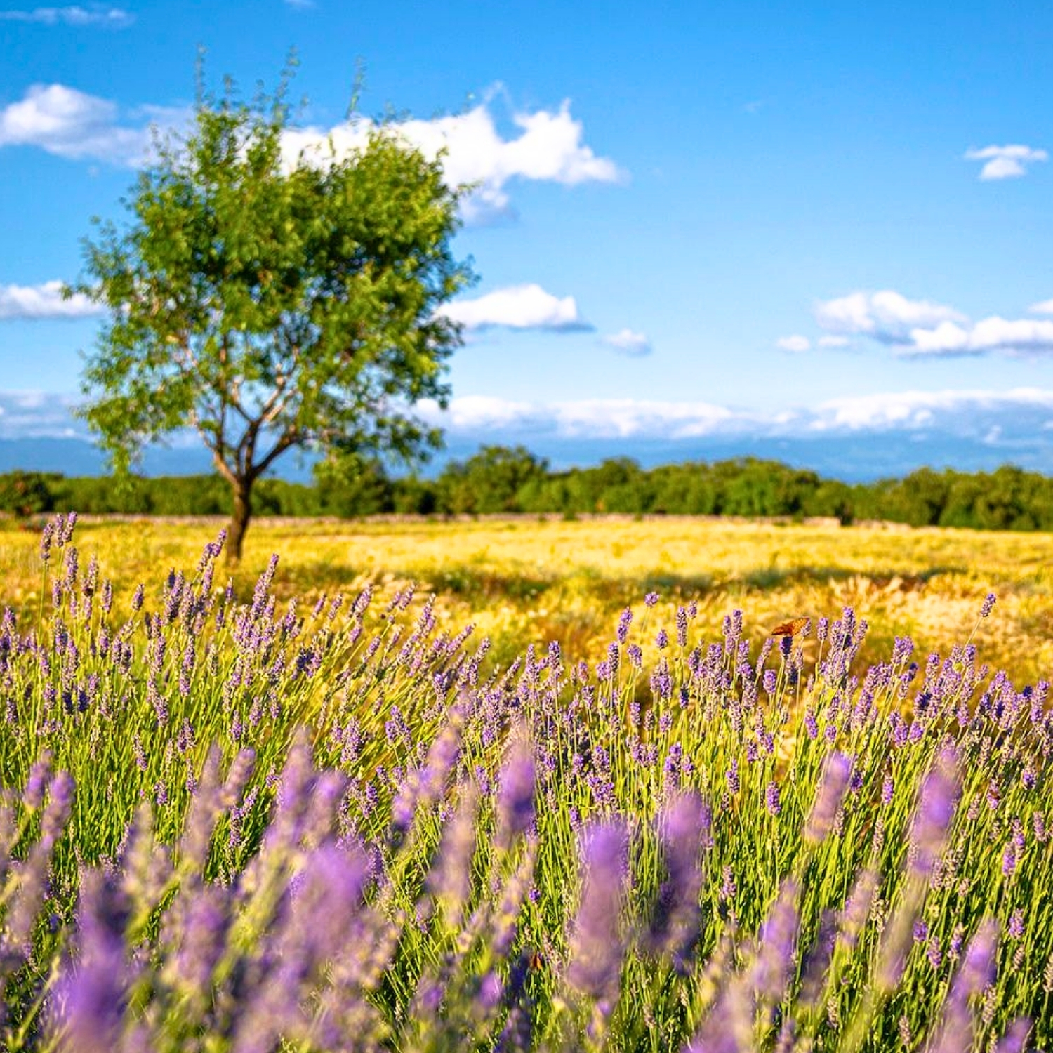 Karta za djecu od 8 do 16 godina: izlet na plantažu - Slika 5