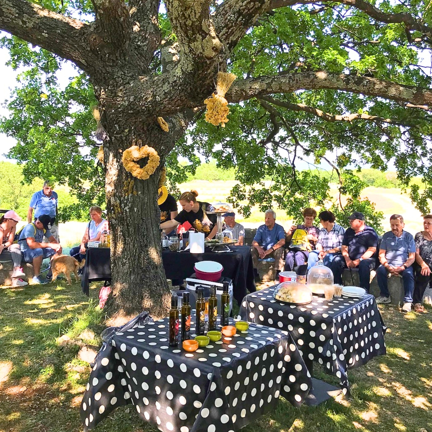 Karta za djecu od 8 do 16 godina: izlet na plantažu - Slika 6